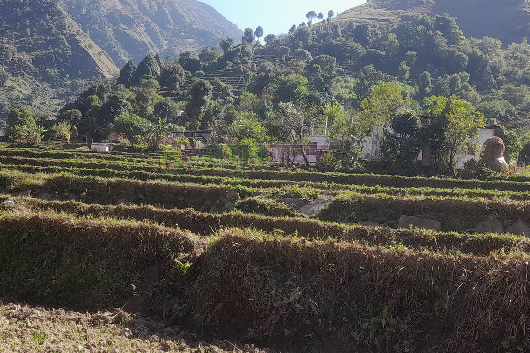 बैतडीमा रुखबाट लडेर एक महिला घाइते 